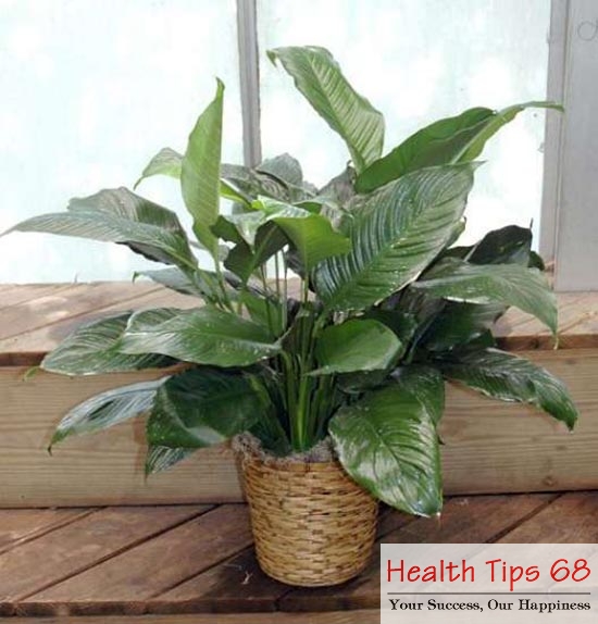 Spathiphyllum ( Peace Lily )