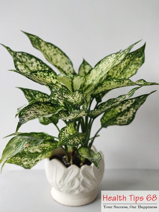 Aglaonema is a popular indoor plant comes from arum plants family araceae, native to South Asia