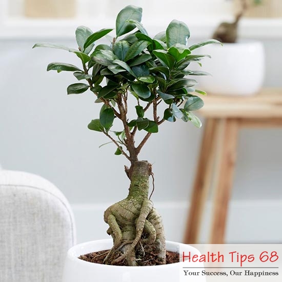 Ficus Microcarpa, also known as Ficus Ginseng, Chinese Banyan Tree