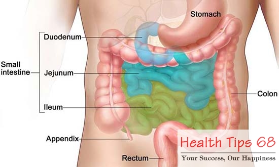 The vast majority of fat digestion and absorption occurs in the